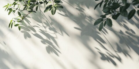 Plant Casting Shadow on Wall