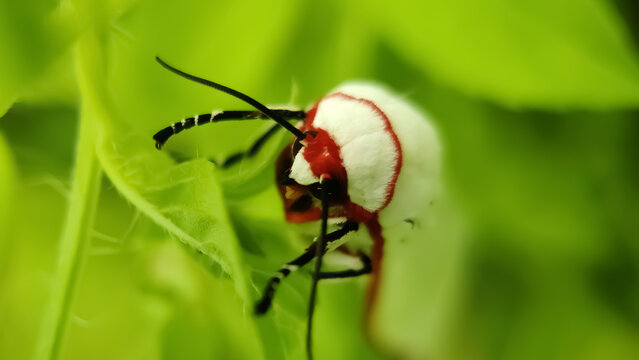 Aloa lactinea, also known as the red costate tiger moth, is a moth in the Erebidae family. It is a predominantly white moth with a crimson border along the wing edges and thorax.