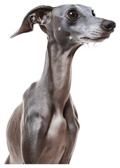 Italian Greyhound dog, full body