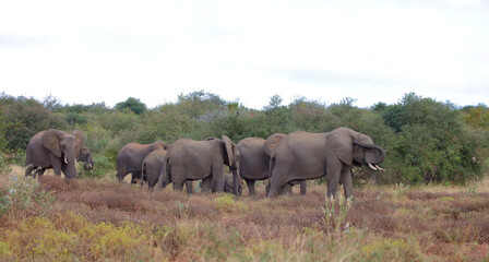 Obraz premium Afrikanischer Elefant / African elephant / Loxodonta africana