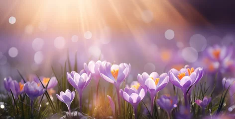 Foto op Plexiglas Purple crocuses at dawn in the sun's rays with bokeh © Anntuan