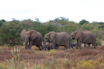 Fototapeta premium Afrikanischer Elefant / African elephant / Loxodonta africana
