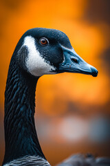 Close up of goose with orange beak against orange sky background.