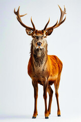 Close up of deer with antlers it is standing in front of white background.