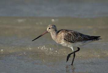 A portrait of a Bar-tailed Godwit at Eker coast of Bahrain
