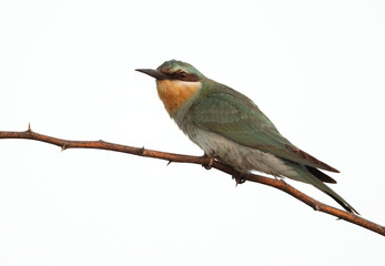 Portrait of a Blue-cheeked bee-eater perched on acacia tree