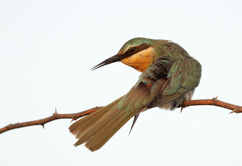 Closeup of a Blue-cheeked bee-eater perched on acacia tree at Jasra, Bahrain