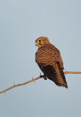 Common Kestrel on acacia tree at Jasra,  Bahrain