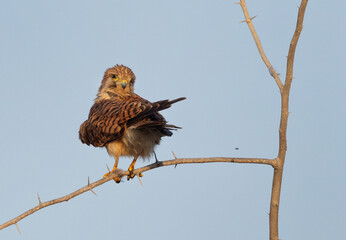 Common Kestrel preening perched on a tree at Jasra,  Bahrain