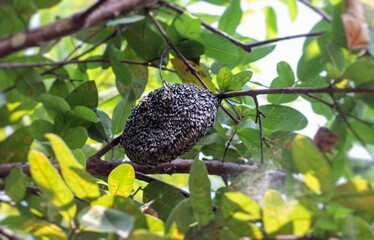 Honeycomb or Beehive on Guava Tree Branch with Selective Focus
