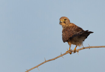 Closeup of a Common Kestrel perched on acacia tree at Jasra,  Bahrain