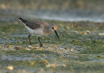 Curlew Sandpiper feeding at Mameer creek of Bahrain