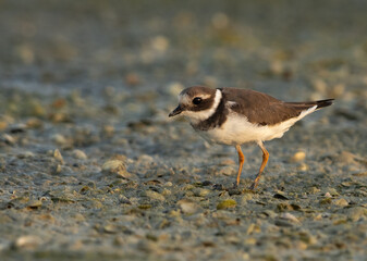 Closeup of Commom ringed plover at mameer, Bahrain