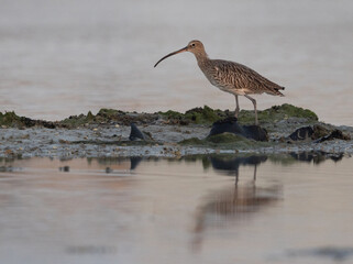 Eurasian curlew in the morning light at Mameer creek,  Bahrain
