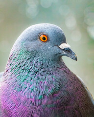 Colorful profile portrait of a pigeon, nice blurry background, lots of feather and eye detail