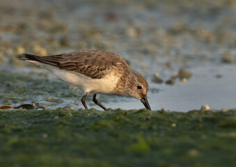 Little Stint feeding during low tide at Eker, Bahrain