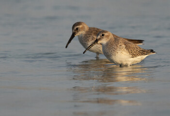 Dunlins feeding at Eker creek of Bahrain