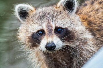 Raccoon close-up portrait