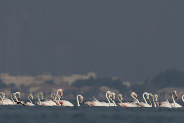 Greater Flamingos wading at Eker creek in the morning, Bahrain