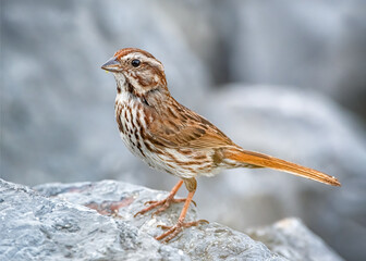 Song Sparrow on a rocky environment