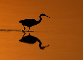 Western reef heron and reflection of light during sunrise