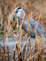 Great blue heron Ardea Cinerea catches a fish