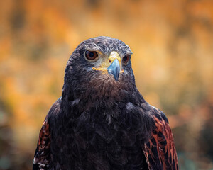 head portrait of a Harris Hawk on fall colors background