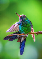 Fototapeta premium Humminbird
