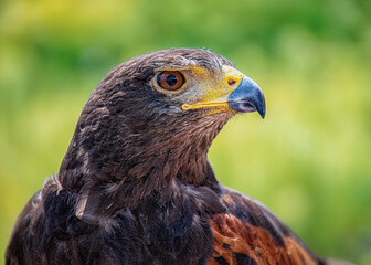 head portrait of a Harris Hawk on green background