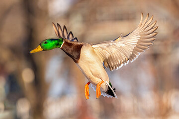 In-flight portrait of a male Mallard duck