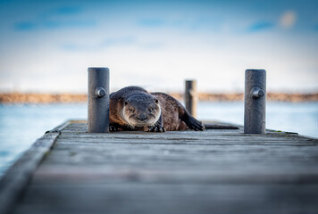 Portrait of an otter on a wooden dock with eye contact and nice light