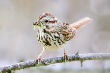 Song sparrow with worms in its beak 