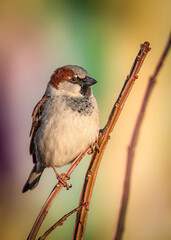 male sparrow on a thin branch with a colorful background