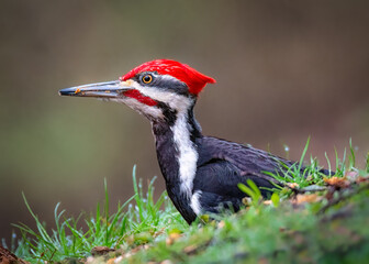 Detailed portraits of a male Pileated woodpecker, Dryocopus pileatus.