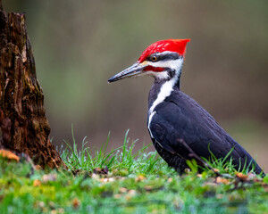 Detailed portraits of a male Pileated woodpecker, Dryocopus pileatus.