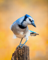 Blue Jay portrait perching, nice golden background, fall colors, taken in Ontario, Canada