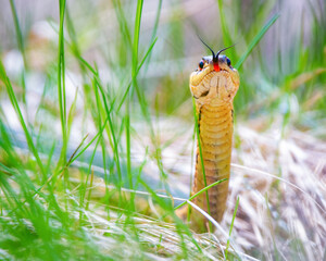 Butler’s Garter snake crawling in the grass showing its tongue