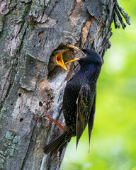 European starling feeding nestlings in tree cavity during breeding season © Rogney