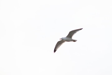 Seagull beautiful animal. The swan is traveling on the Rhine in Bonn.