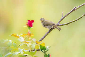 Finch on a branch next to a rose