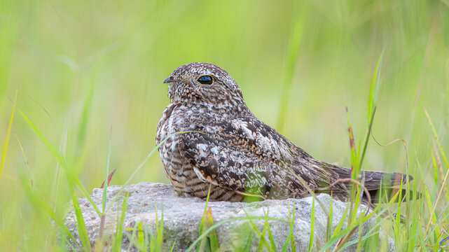 Common nighthawk sitting on a rock