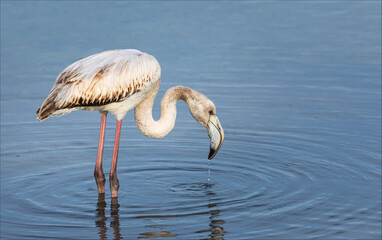 Greater Flamingo young bird causing ripples in a lake