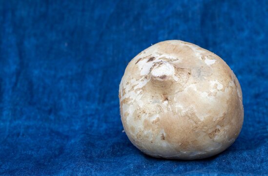 Whole Jicama or Mexican Turnip Fruit Isolated on Blue Fabric Background, Also Known as Yam Bean or Shank Aloo