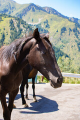 Beautiful herd of horse in mountain