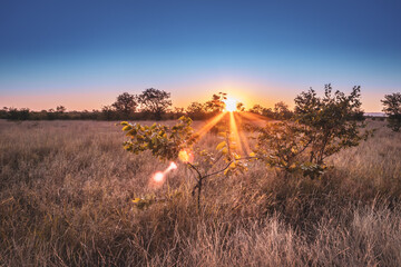 Travelling through a dry bushveld landscape covered in mopani and acacia trees at sunset, Kruger...