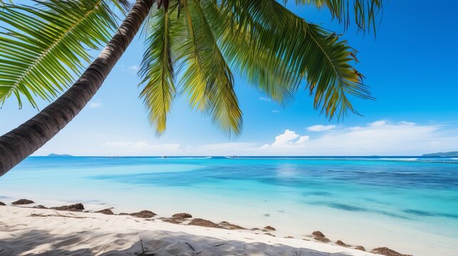 Coconut palm tree on the beach and sea © Elchin Abilov