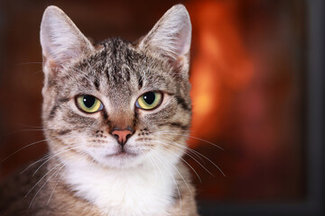 Cute little Kitten looking into the camera. Portrait of a Cat. Kitten with big green eyes. Tabby. Сare concept for pets. Cat on the background of the fireplace