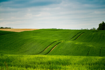 Rolling grain fields in the countryside. Green waves of fields.