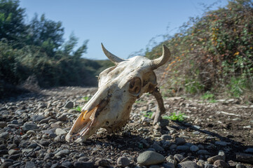 cow skull