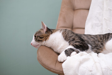 Funny home cat with big green eyes lies on a brown chair indoor.